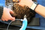 Imping is possible to do in any bird, as long as you have the appropriate gear.