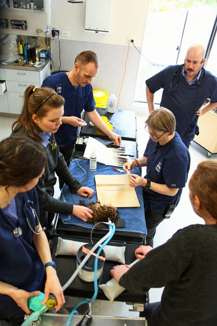 The Wellington Zoo team during the feather transplant.