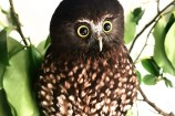 The recovered and re-feathered ruru was successfully released back to where it was found. 