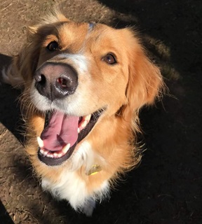 Doug, the 2-year-old Border Collie cross Golden Retriever, smiling up at the camera from muddy grass.