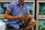 A tuatara is transferred to its new habitat.