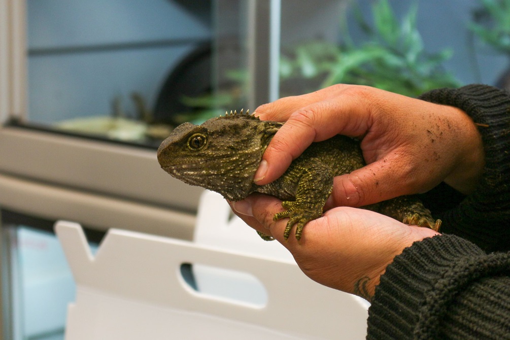 A tuatara is transferred to its new habitat.