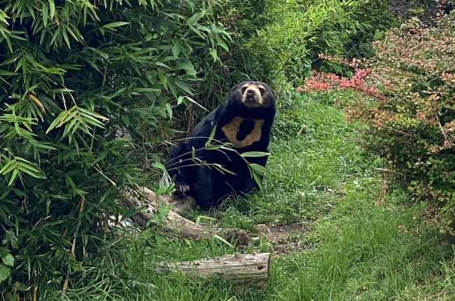 Wellington Zoo’s unbearably cute Behind the Scenes Experience