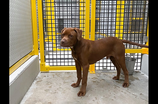 Moa Point animal shelter gets some TLC