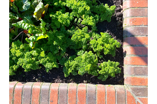 Why on earth are we growing herbs and vegetables?  