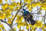 A lovely plump Tuī in the branches of a bright yellow Kowhai tree, with pale blue sky behind.