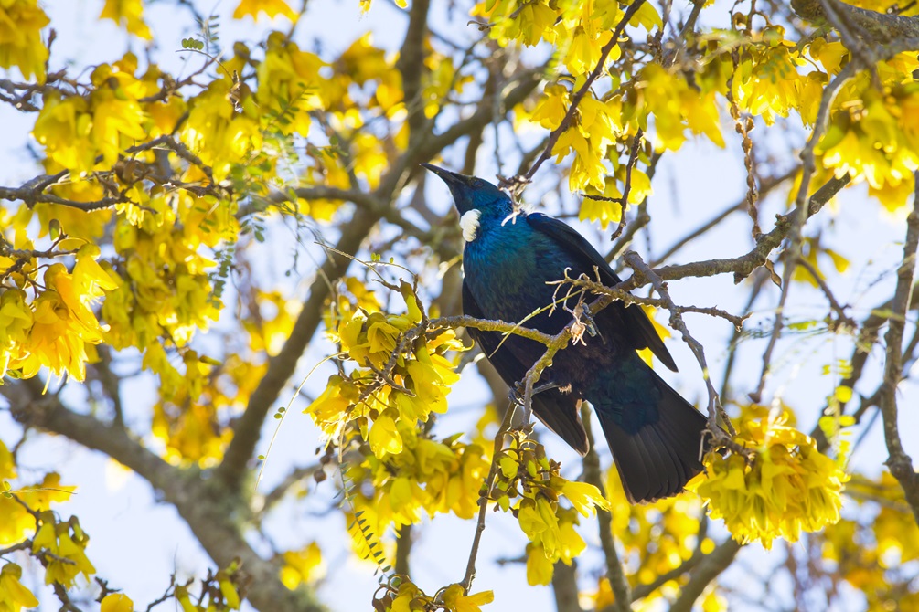 A lovely plump Tuī in the branches of a bright yellow Kowhai tree, with pale blue sky behind.