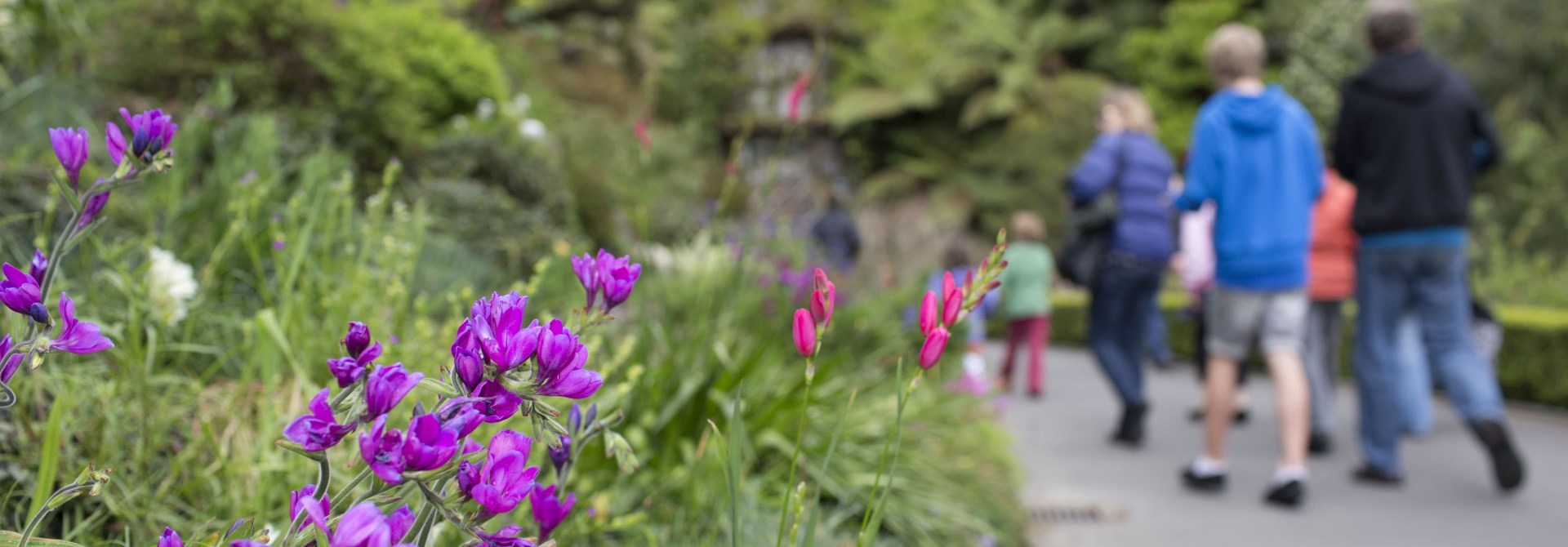 Purple flowers in a garden bed at the Botanic Garden with a group of mixed aged walkers in the foreground.