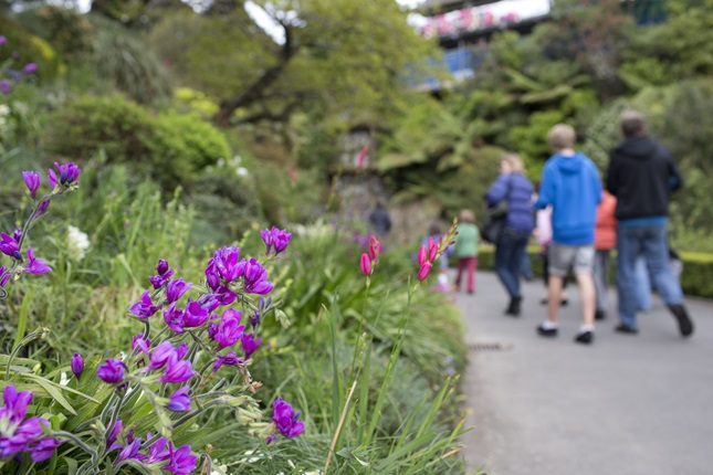 Purple flowers in a garden bed at the Botanic Garden with a group of mixed aged walkers in the foreground.