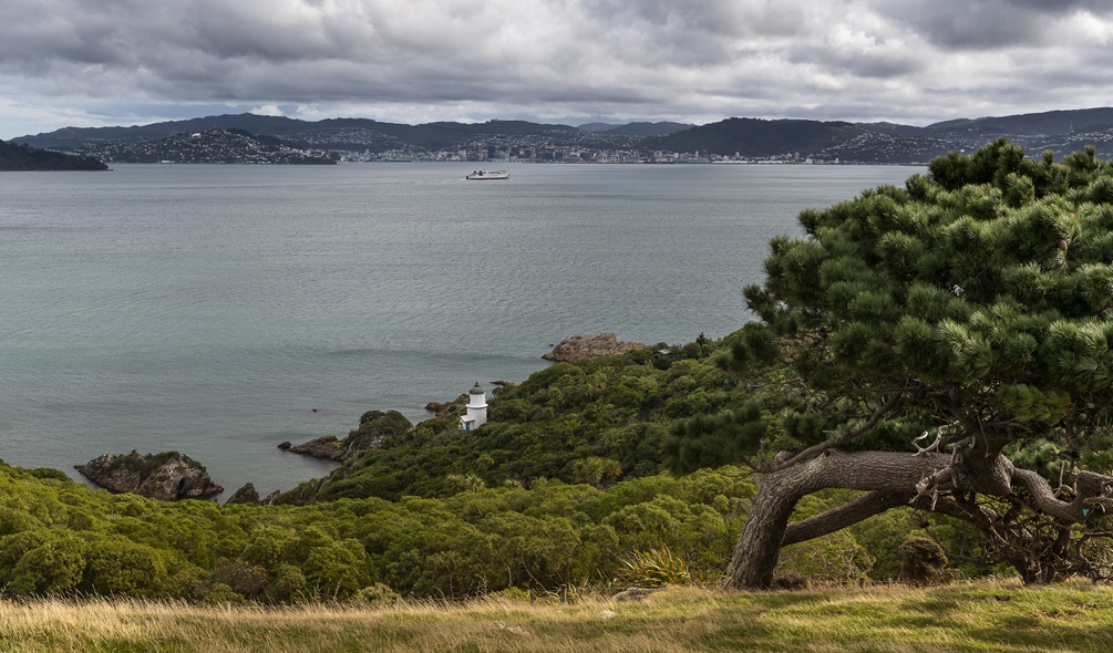 On Somes Island, a rugged tree to the left of the frame, native bush down to the sea with a small white lighthouse perched at the bottom, with Wellington harbour and the city beyond.