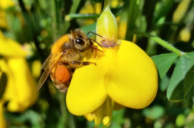 To bee or not to bee is no longer a question