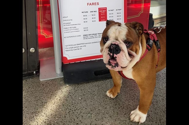 Bark and Ride trial (re)set for Cable Car