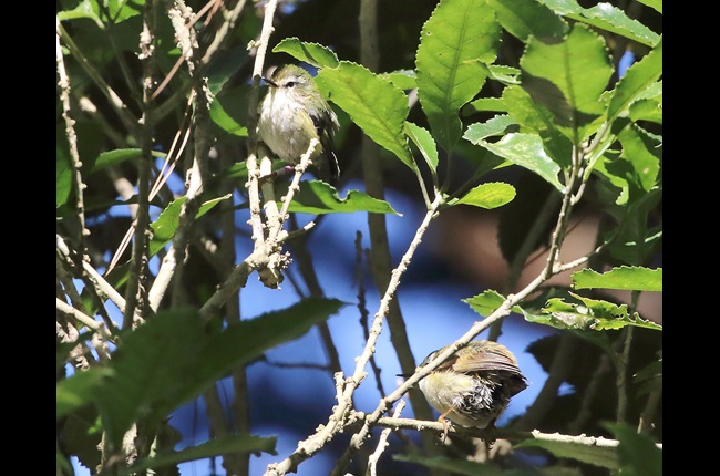 Tītipounamu pair found on Te Ahūmairangi Hill 