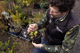 Otari-Wilton's Bush manager Tim Park looking down at a small potted native plant that he is holding, while standing amongst other potted plants which are blurred in the background.