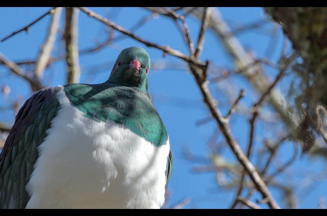 Get out and count close encounters of the bird kind