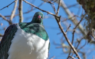 Kereru sitting in tree photo credit Tony Stoddard