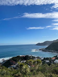 Cabbage trees and bush atop a hill with a fantastic view overlooking Owhiro Bay and the South Coast.