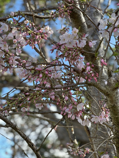 A beautiful pink cherry blossom tree.