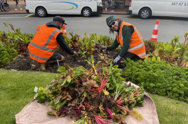 Bringing joy and inspiration with our garden beds