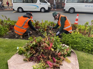 Large pile of colourful picked silverbeet with gardeners in the background working hard.