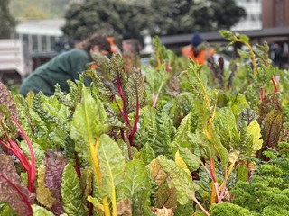 Collection of silverbeet still in the soil growing vibrantly with gardeners working in the background.