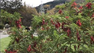 Kākābeak bush in full bloom with a Kākā bird sitting in it eating.