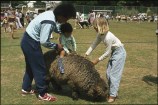 A man and girl support a young boy while he rides on top of a large brown sheep.
