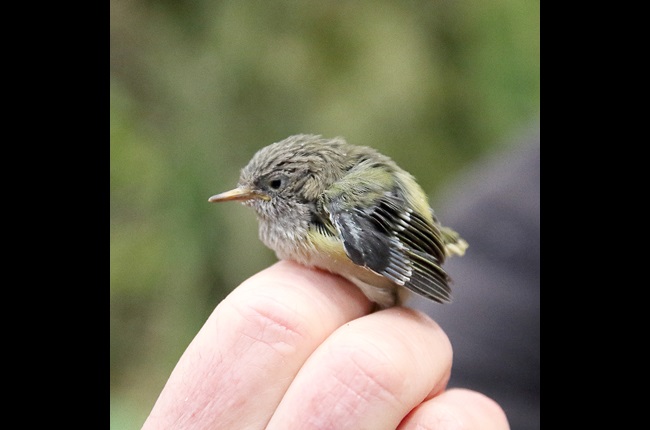 Birds of a feather flock together for 2021 Bird of the Year