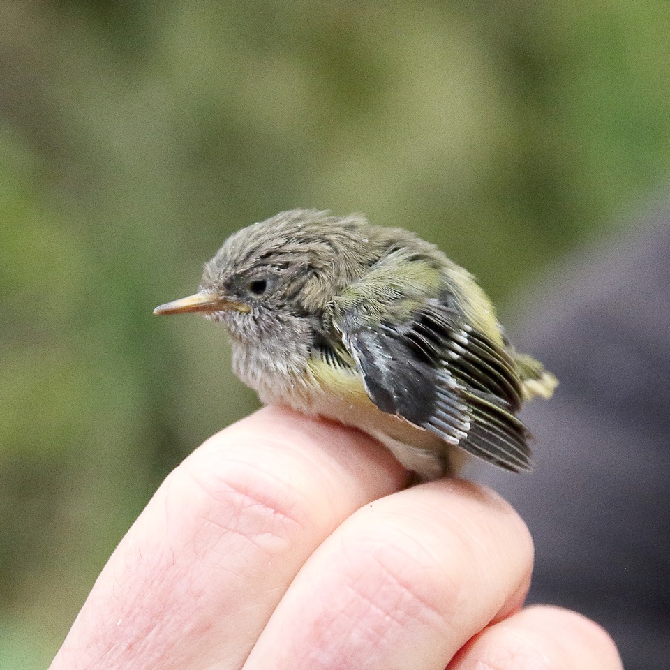 Titipounamu on hand: credit Melissa Boardman