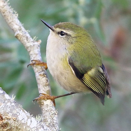 Titipounamu male: credit Melissa Boardman