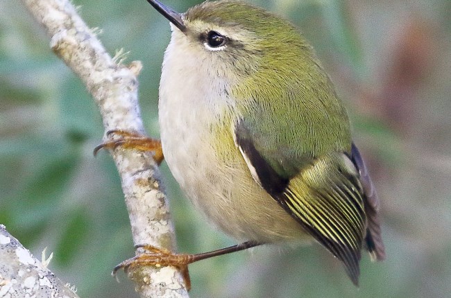 The sky’s the limit for bird free from the danger zone
