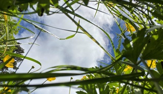 A photo looking up through grass and buttercups to a blue sky with some white fluffy clouds.