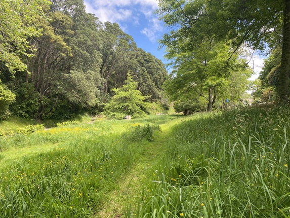 A green meadow full of yellow buttercups with blue sky in the background.