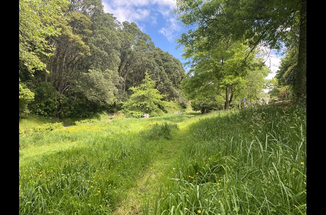Why you should turn your lawn into a meadow