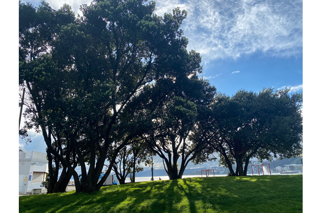 Pōhutukawa to be relocated for new playground