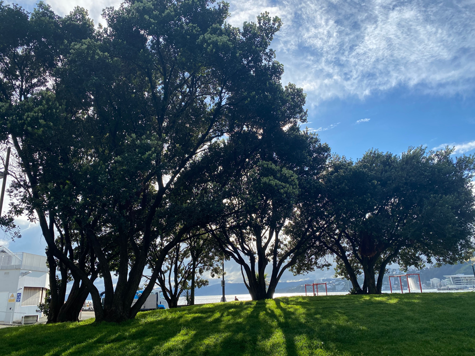 Pōhutukawa in Frank Kitts Park to be relocated for new playground