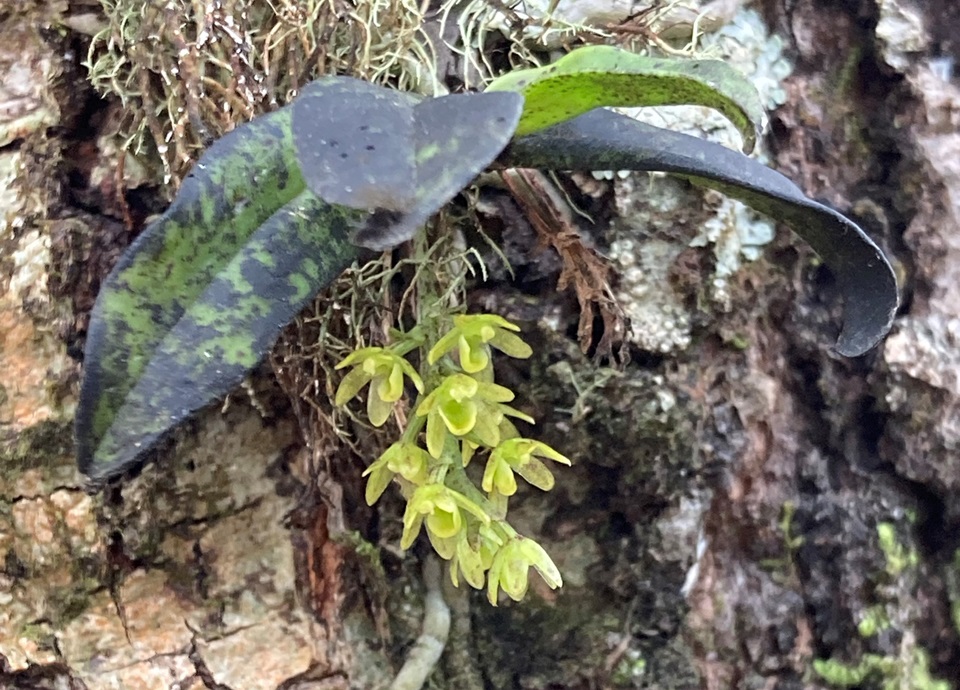 Image of Drymoanthus flavus fertile landscape