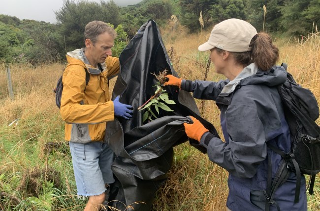 Turning nasty weeds into nutrient-rich compost