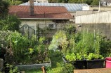 A deck leading to a vegetable garden full of planter boxes and tall plants.