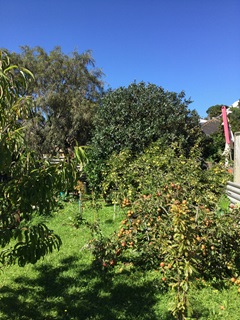 An orchard of fruit trees.