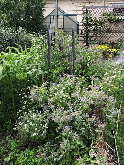 A thriving vegetable garden at home.