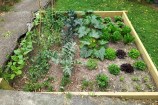 A tidy vegetable patch in a raised garden bed.