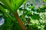 A close up of a vegetable patch and a rhubarb plant.