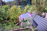 A healthy green vege patch with a small home made glass house.