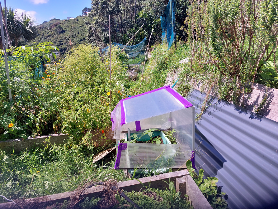 A healthy green vege patch with a small home made glass house.