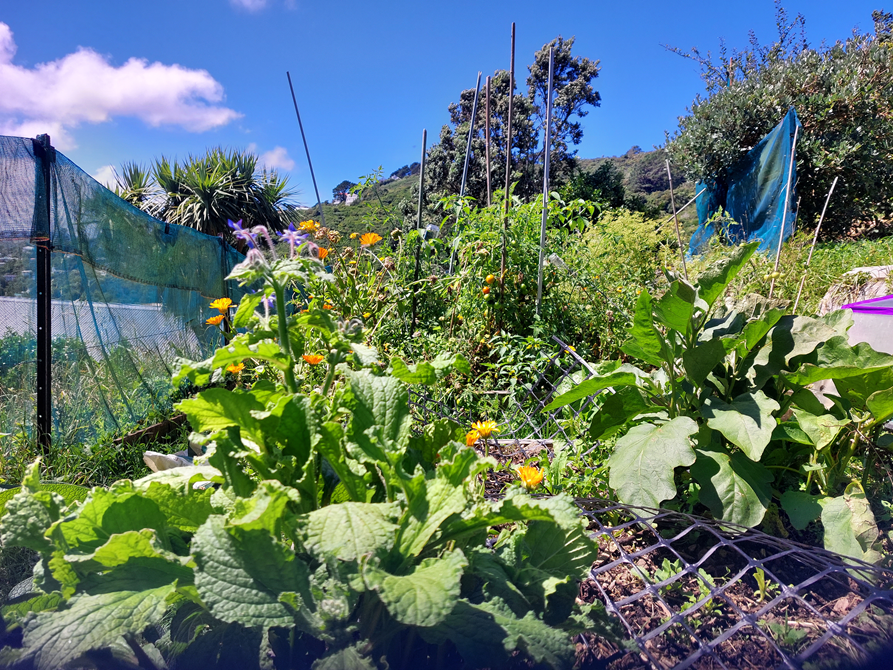 A healthy green vegetable garden.