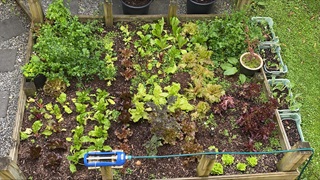 A garden bed full of vegetables.