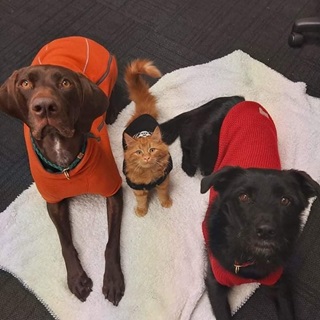 Two dogs and a cat.