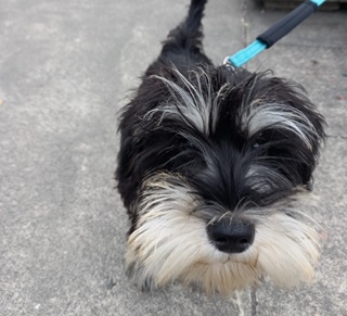 Schnauzer dog.