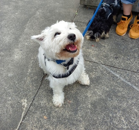 West Highland Terrier dog.